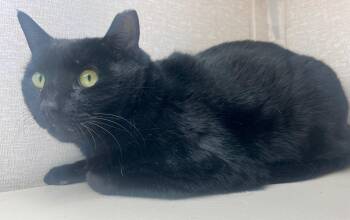 Rescue Domestic Short Hair Cats for Adoption in Salem, New Hampshire - Mrs. Tibbs And Mr. Peabody | PetCurious