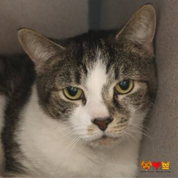 Rescue Domestic Short Hair Cats for Adoption in Aliquippa, Pennsylvania - FREDDIE | PetCurious