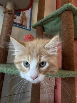 Ignis -  Domestic Short Hair Cat Available for Adoption in Scottsbluff, Nebraska - Ignis | PetCurious