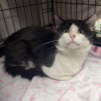 Gumby -  Domestic Medium Hair Cat for Adoption in Normal, Illinois - Gumby | PetCurious