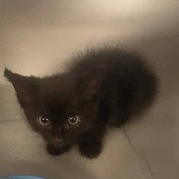 Axle K46081 -  Domestic Short Hair Cat for Adoption in Corsicana, Texas - Axle K46081 | PetCurious