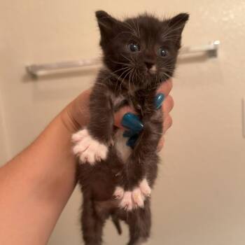 Tweety -  Domestic Short Hair Cat for Adoption in Jacksonville, Florida - Tweety | PetCurious