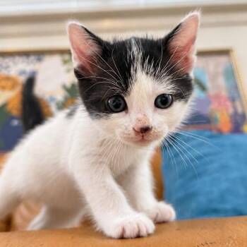 Pickles Purrfect Tuxedo Twist Walker -  Tuxedo and Domestic Short Hair Cat for Adoption in Friendswood, Texas - Pickles Purrfect Tuxedo Twist Walker | PetCurious