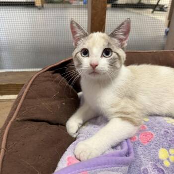 Lilac -  Siamese Cat for Adoption in Chisholm, Minnesota - Lilac | PetCurious