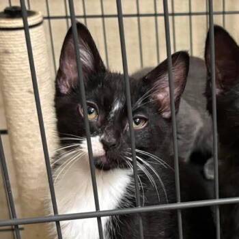 Poe -  Domestic Short Hair Cat for Adoption in Hemet, California - Poe | PetCurious