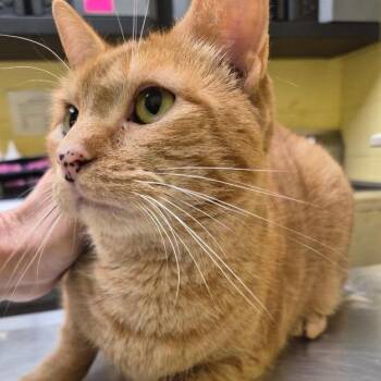Winnie 2 -  Domestic Short Hair Cat for Adoption in New York, New York - Winnie 2 | PetCurious
