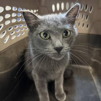 Alphie -  Domestic Short Hair Cat for Adoption in Des Moines, Iowa - Alphie | PetCurious