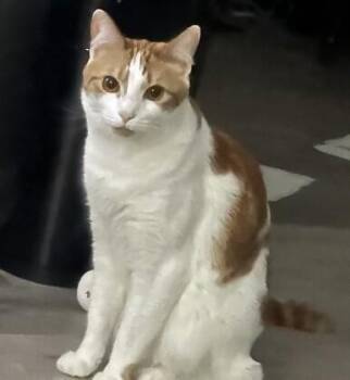 Ezra - LV -  Domestic Short Hair Cat for Adoption in Greenville, South Carolina - Ezra - LV | PetCurious