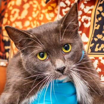 Kashi -  Domestic Short Hair Cat for Adoption in Hattiesburg, Mississippi - Kashi | PetCurious