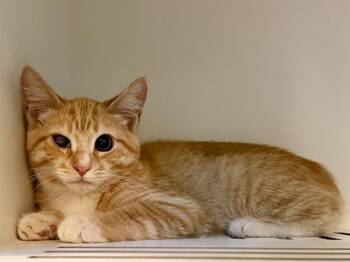 BAHAMA -  Domestic Short Hair Cat for Adoption in Martinez, California - BAHAMA | PetCurious