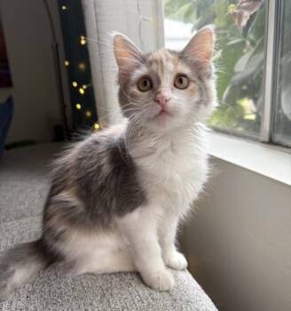 JAZZIE -  Domestic Medium Hair Cat for Adoption in Burbank, California - JAZZIE | PetCurious