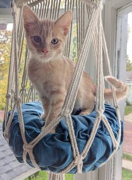 Rescue Domestic Short Hair Cats for Adoption in Grand Rapids, Michigan - Goblin | PetCurious