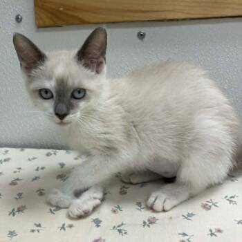 Snowshoe and Domestic Short Hair Cats Available for Adoption in Candler, North Carolina - Dew | PetCurious