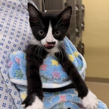 Sabrina -  Domestic Short Hair Cat for Adoption in West Palm Beach, Florida - Sabrina | PetCurious