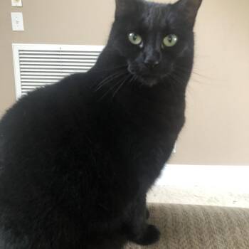 Rescue Domestic Short Hair Cats for Adoption in Montgomery, Alabama - Charlotte | PetCurious