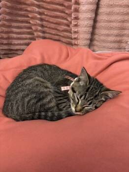 Rescue Domestic Short Hair Cats for Adoption in Troutdale, Oregon - Ginger (mcas) | PetCurious