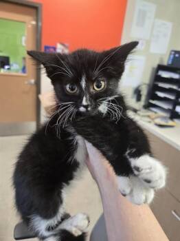 MAE -  Domestic Short Hair Cat for Adoption in Louisville, Kentucky - MAE | PetCurious