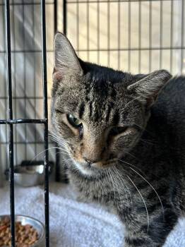 HoneyBee -  Tabby Cat for Adoption in Lambertville, New Jersey - HoneyBee | PetCurious