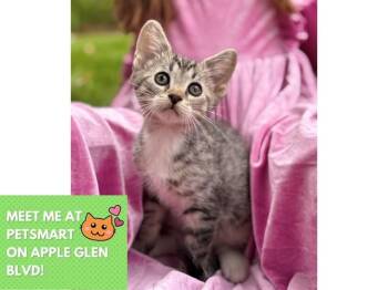 TRAVIS -  Domestic Short Hair Cat for Adoption in Fort Wayne, Indiana - TRAVIS | PetCurious