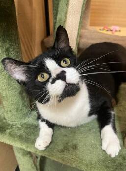 Soul Surfer -  Domestic Short Hair Cat for Adoption in Wheaton, Illinois - Soul Surfer | PetCurious