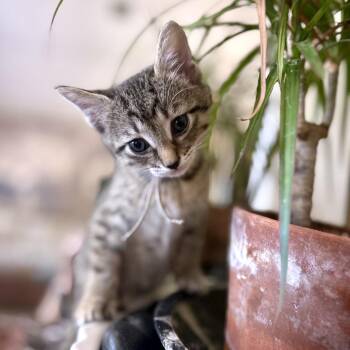 Udderly Cute 12 -  Domestic Short Hair Cat for Adoption in Austin, Texas - Udderly Cute 12 | PetCurious