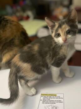 Domestic Short Hair Cats Available for Adoption - Mewtwo | PetCurious