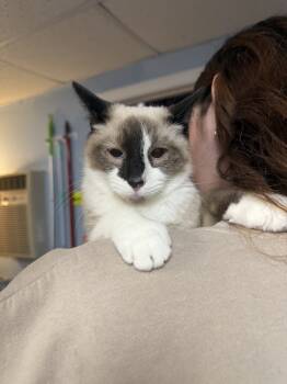 Rescue Siamese Cats for Adoption in West Mifflin, Pennsylvania - Bill | PetCurious