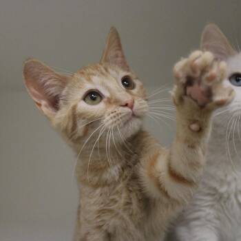 Rowdy Ruff -  Domestic Short Hair Cat for Adoption in Champaign, Illinois - Rowdy Ruff | PetCurious