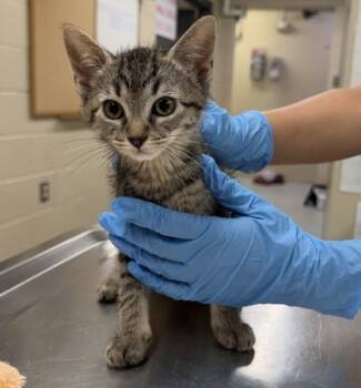 NIMBO -  Domestic Short Hair Cat for Adoption in Hamilton Township, New Jersey - NIMBO | PetCurious
