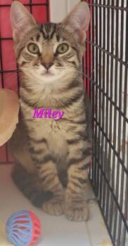 Miley -  Domestic Short Hair Cat for Adoption in Diamond Springs, California - Miley | PetCurious