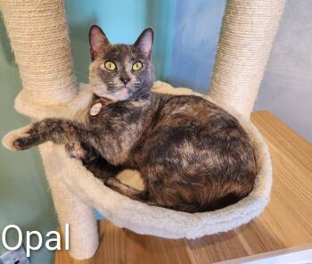 Rescue Domestic Short Hair Cats for Adoption in Aurora, Illinois - Opal | PetCurious