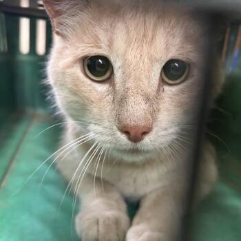 Domestic Short Hair Cats Available for Adoption in Edinburg, Texas - Gunther | PetCurious