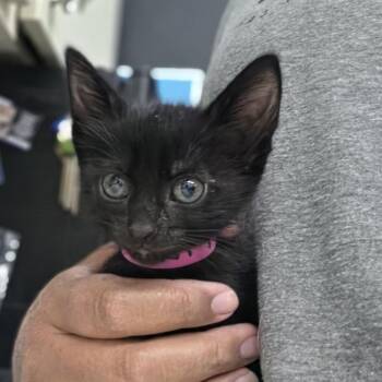 Sapphire -  Domestic Short Hair Cat for Adoption in Ardmore, Oklahoma - Sapphire | PetCurious