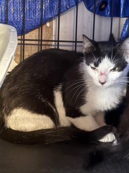 Tinkerbell -  Domestic Short Hair Cat for Adoption in Wauchula, Florida - Tinkerbell | PetCurious