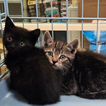 Domestic Short Hair Cats Available for Adoption in Westminster, California - Seven | PetCurious