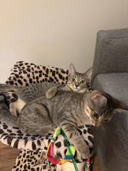 Prince & Princess - KITTENS in foster -  Domestic Short Hair Cat for Adoption in Alexandria, Virginia - Prince & Princess - KITTENS In Foster | PetCurious