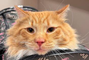 Domestic Medium Hair Cats Available for Adoption in Kenai, Alaska - Cheddar | PetCurious