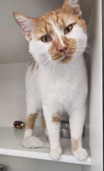 Machiatto -  Domestic Short Hair Cat for Adoption in New Albany, Ohio - Machiatto | PetCurious
