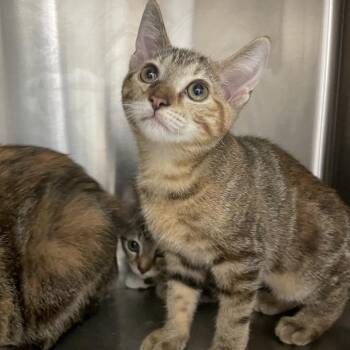 Ziva -  Domestic Short Hair Cat for Adoption in Chattanooga, Tennessee - Ziva | PetCurious