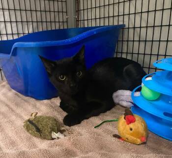 Rescue Domestic Short Hair Cats for Adoption in Raleigh, North Carolina - Wintersweet | PetCurious