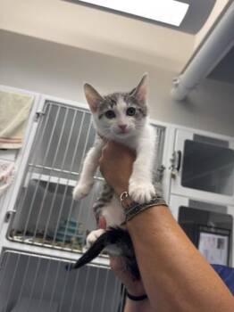 Domestic Short Hair Cats Available for Adoption in Roseville, California - Employee | PetCurious