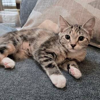 Ginny -  Domestic Short Hair Cat for Adoption in Williston, Florida - Ginny | PetCurious