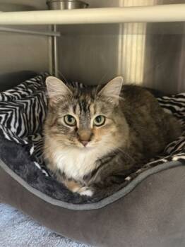 Rescue Domestic Long Hair and Domestic Short Hair Cats for Adoption in Folsom, California - Mocha | PetCurious