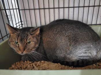 Piper -  Domestic Short Hair Cat Available for Adoption in Philippi, West Virginia - Piper | PetCurious