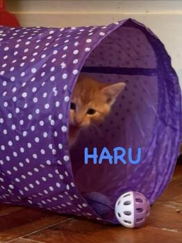 Haru -  Domestic Short Hair Cat Available for Adoption in Lincoln, Nebraska - Haru | PetCurious