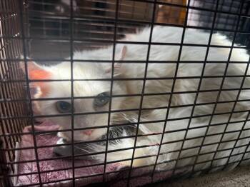 Rescue Domestic Short Hair Cats for Adoption in San Jose, California - A1394707 | PetCurious