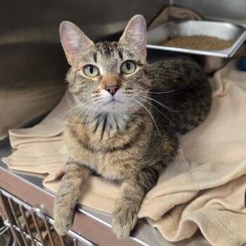 Kyri -  Domestic Short Hair Cat for Adoption in Eagle Mountain, Utah - Kyri | PetCurious