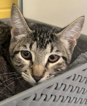 Mindy -  Domestic Short Hair Cat for Adoption in Golden, Colorado - Mindy | PetCurious