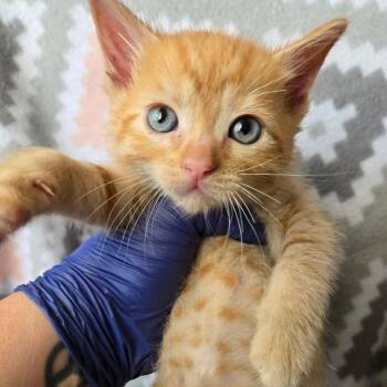 American Shorthair Cats Available for Adoption in Calimesa, California - Reese | PetCurious