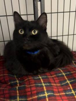 Domestic Long Hair and Domestic Short Hair Cats Available for Adoption - Misty | PetCurious